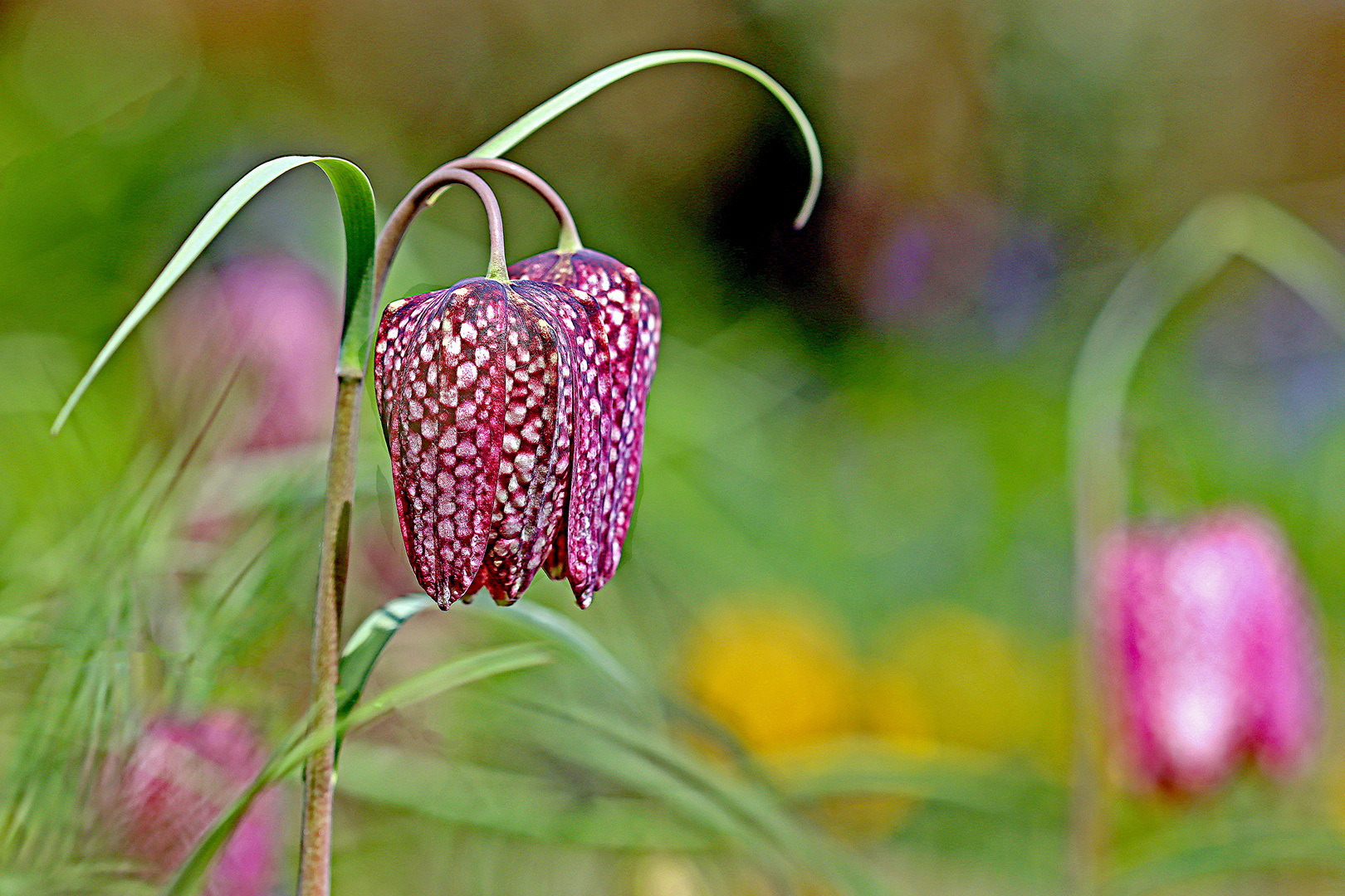 Schachbrettblumen-Zwilling in unserem Garten