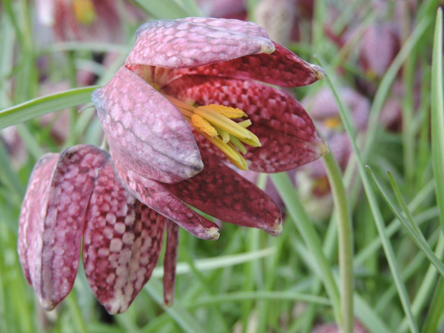 Schachbrettblumenblüte