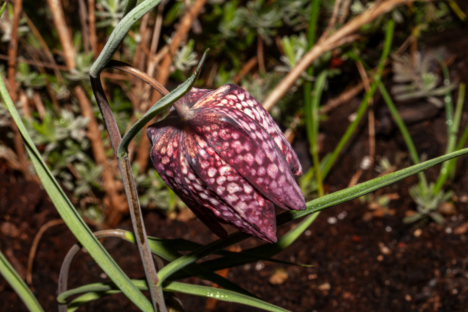 Schachbrettblumenblüte geöffnet