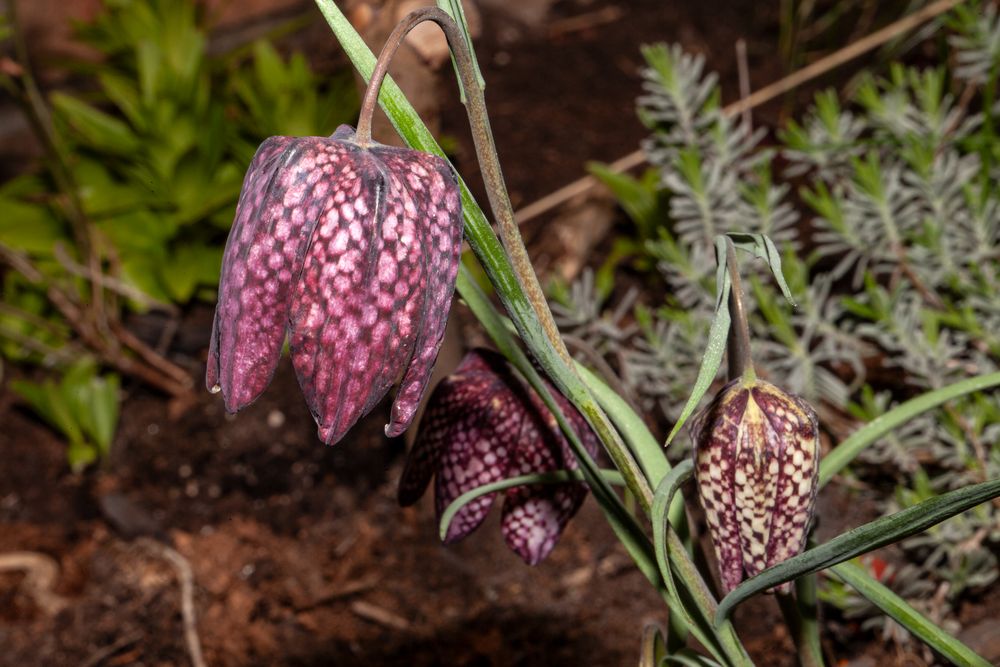 Schachbrettblumenblüten