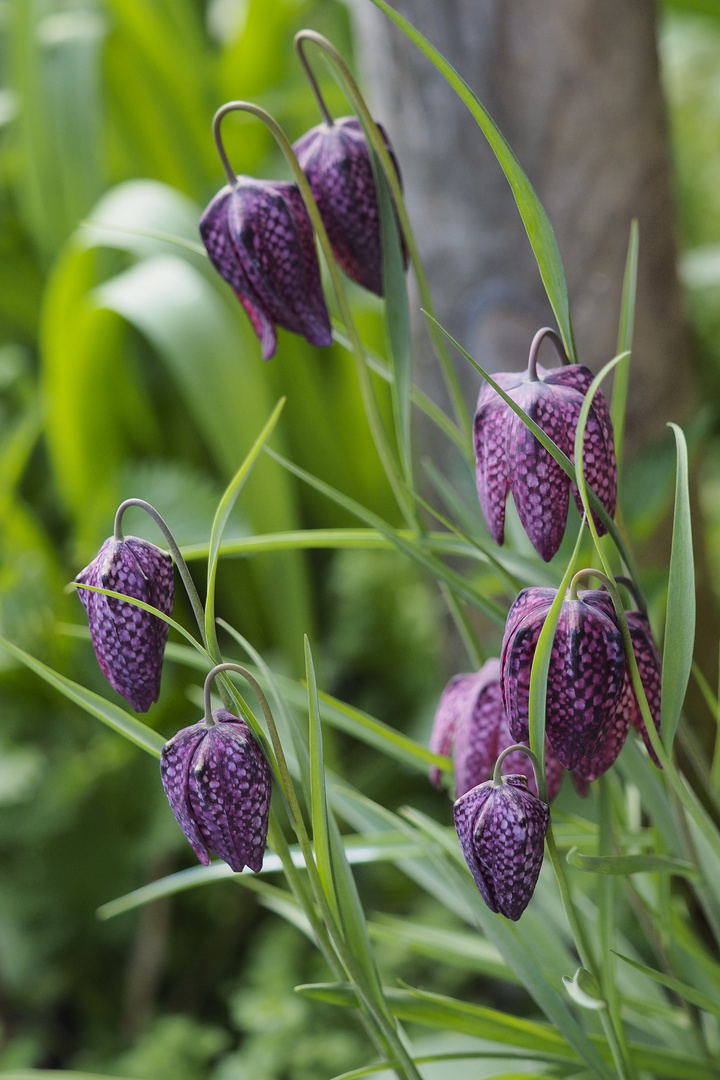 Schachbrettblumengruppe im eigenen Garten.