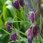 Schachbrettblumengruppe im eigenen Garten.