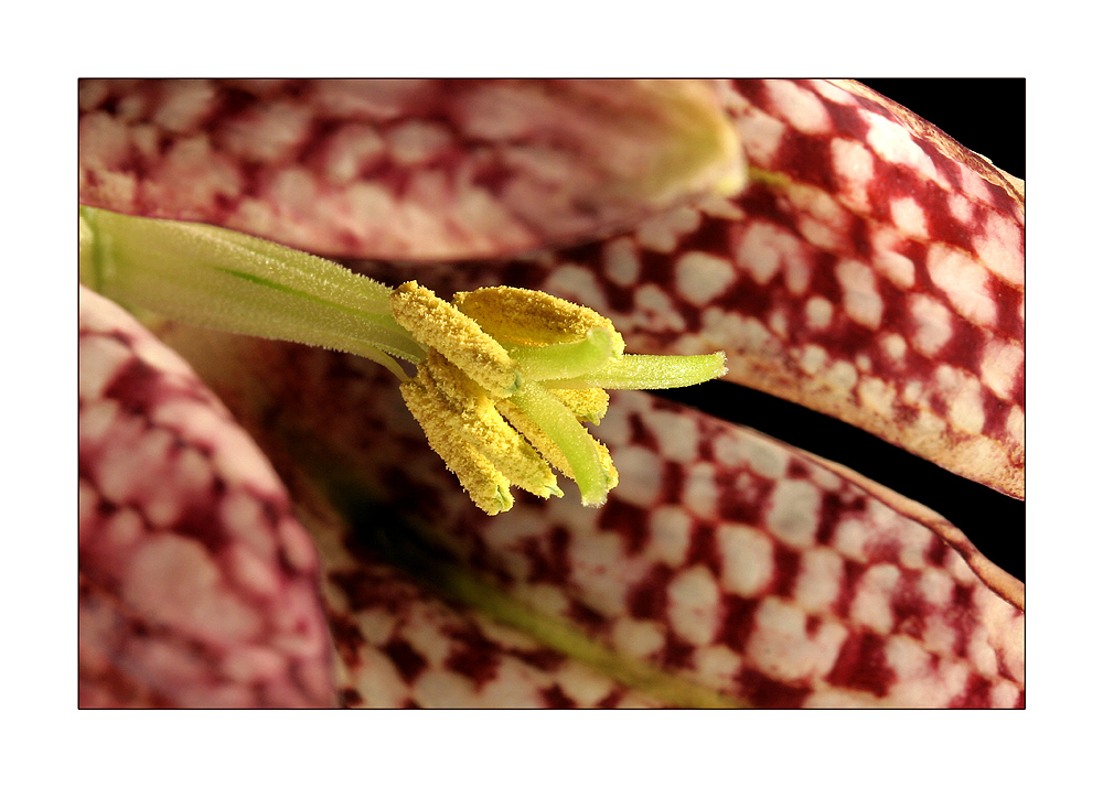 Schachbrettblumeninnenansicht