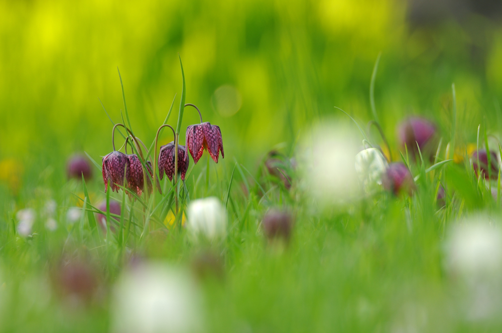 Schachbrettblumenwiese