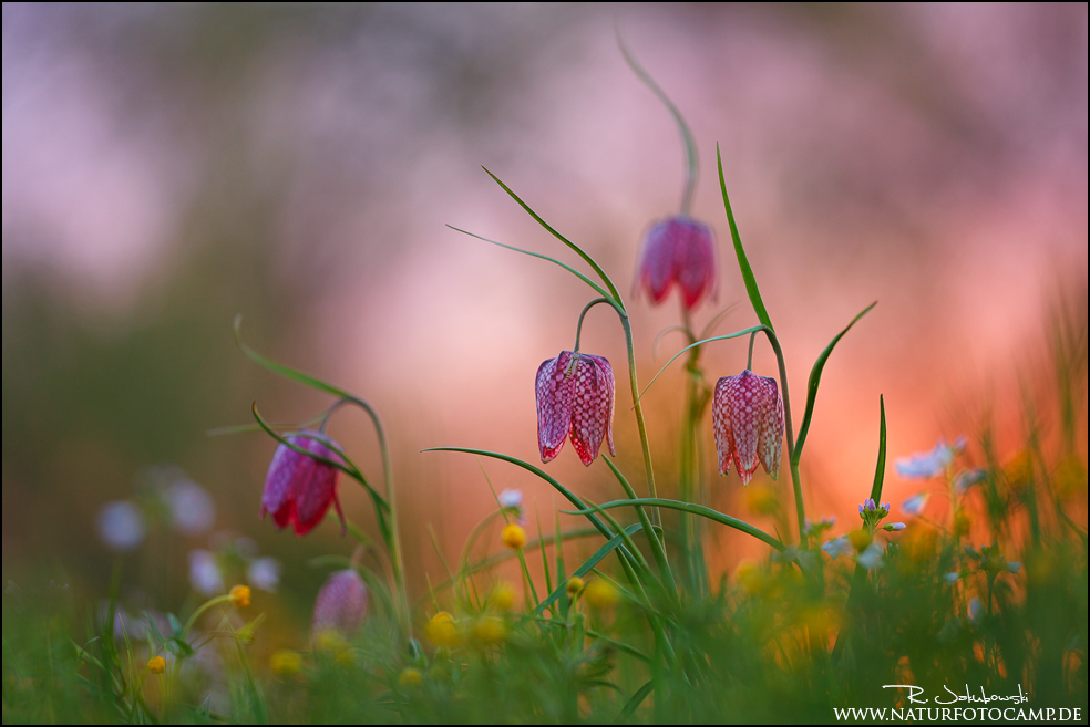 Schachbrettblumenwiese