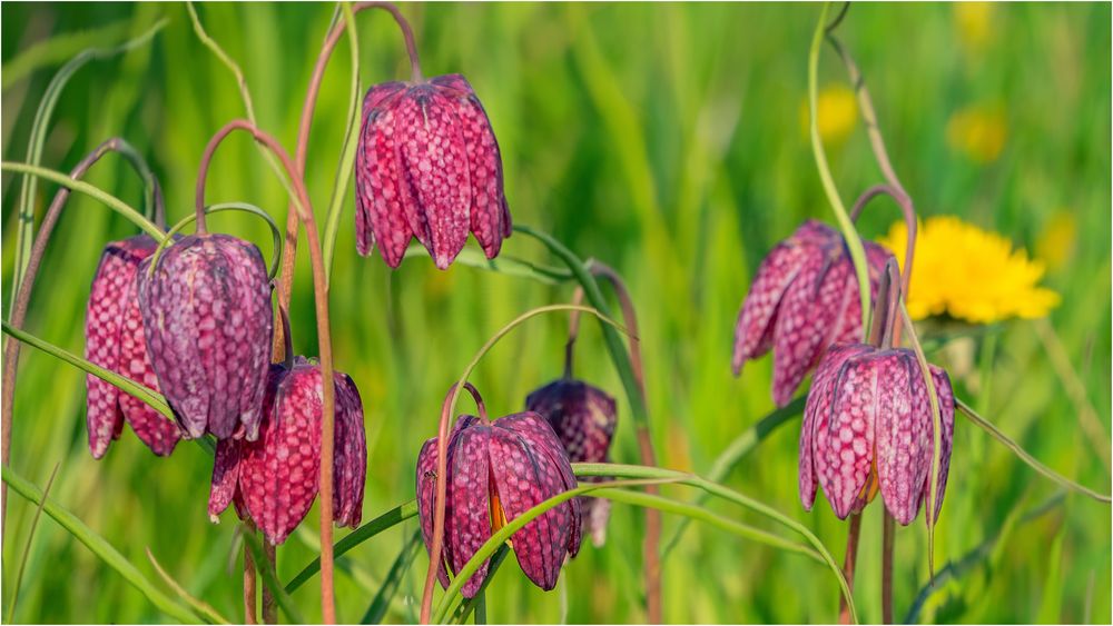 Schachbrettblumenwiese ...