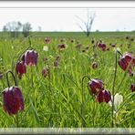 Schachbrettblumenwiese