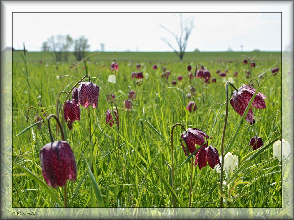 Schachbrettblumenwiese