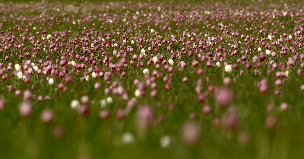 Schachbrettblumenwiese