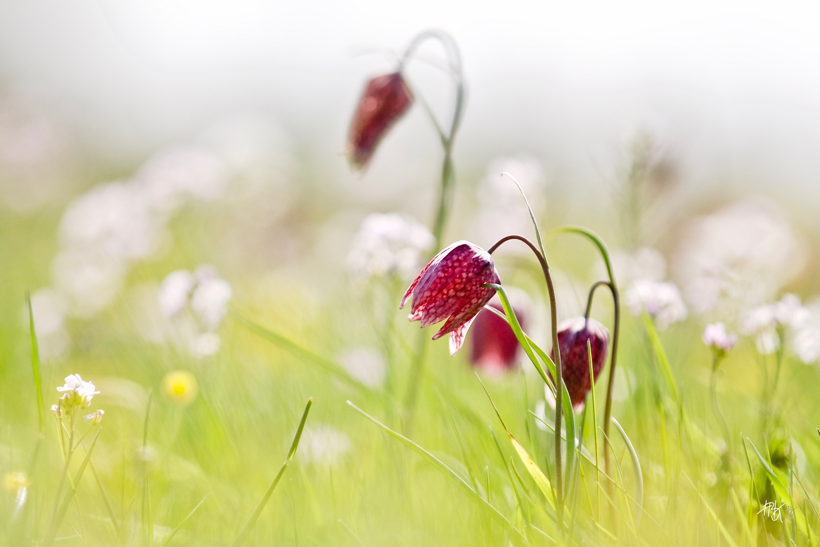 Schachbrettblumenwiese