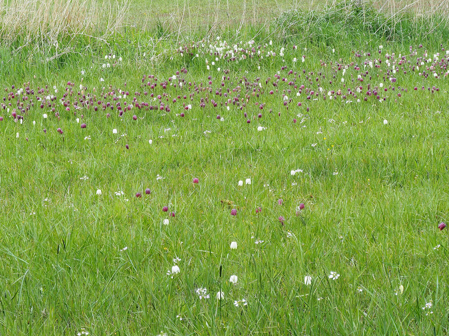 Schachbrettblumenwiese aus der Ferne.