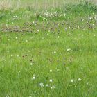 Schachbrettblumenwiese aus der Ferne.