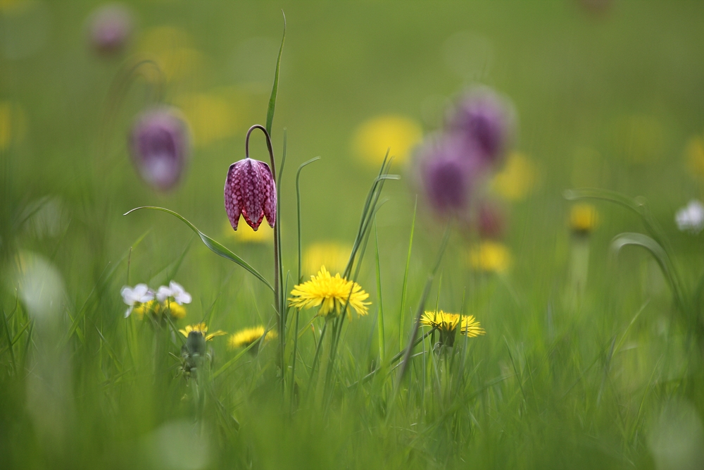 Schachbrettblumenwiese