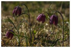 Schachbrettblumenwiese