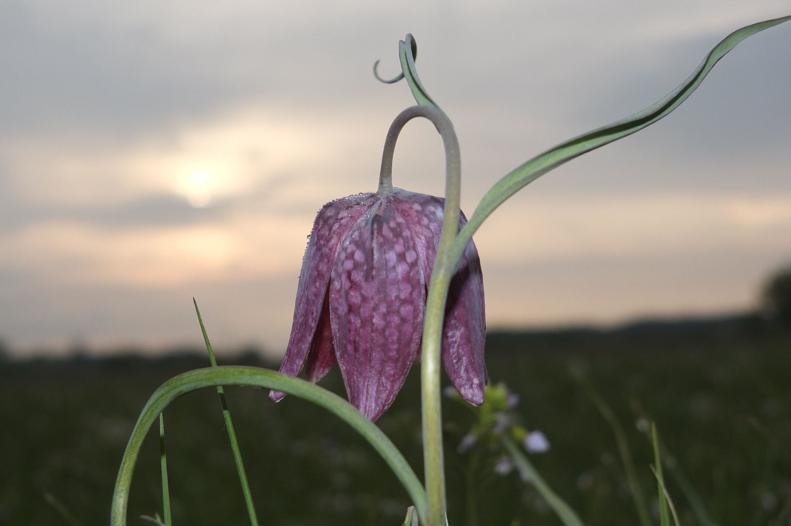 Schachbrettblumenwiese