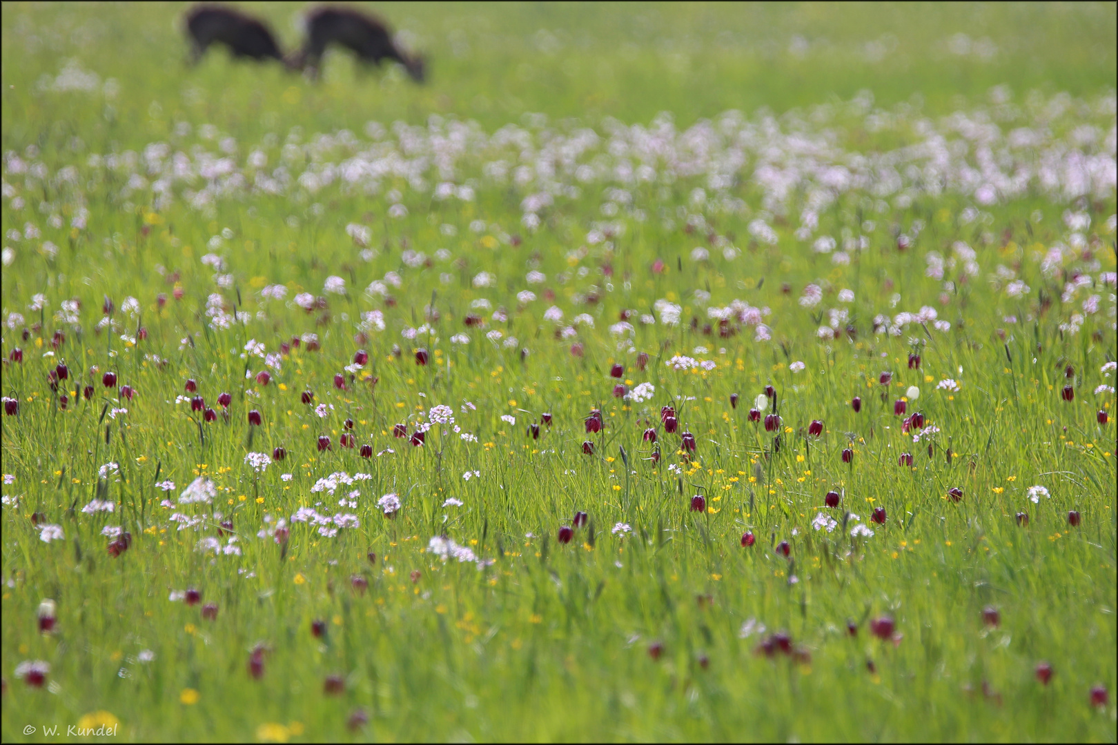 Schachbrettblumenwiese