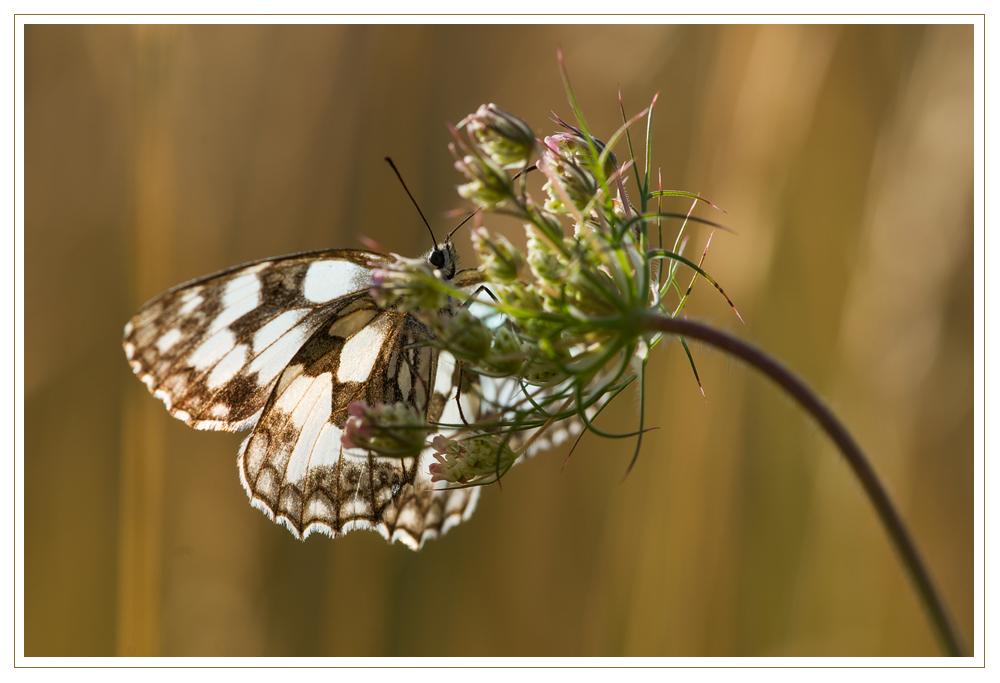 Schachbrettchen in der Morgensonne