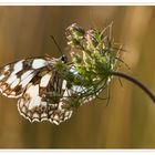 Schachbrettchen in der Morgensonne