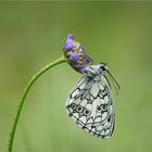 Schachbrettdame im Nieselregen