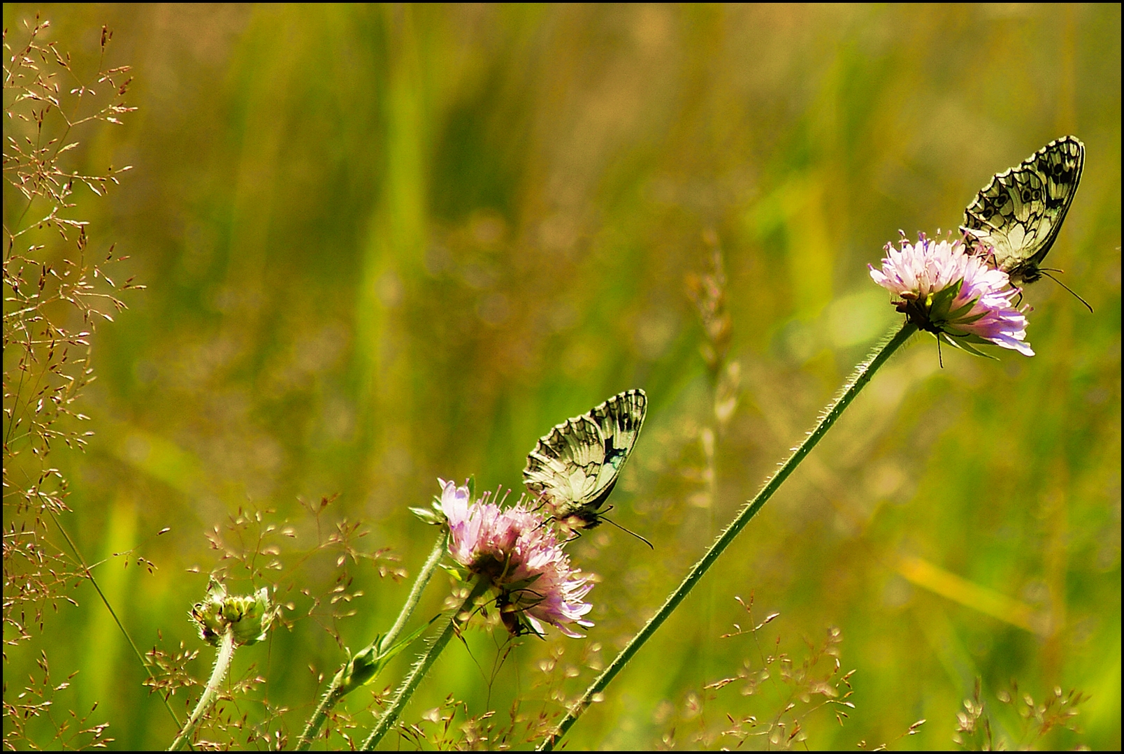 Schachbretter im Wind