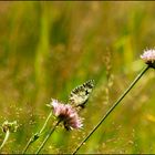 Schachbretter im Wind