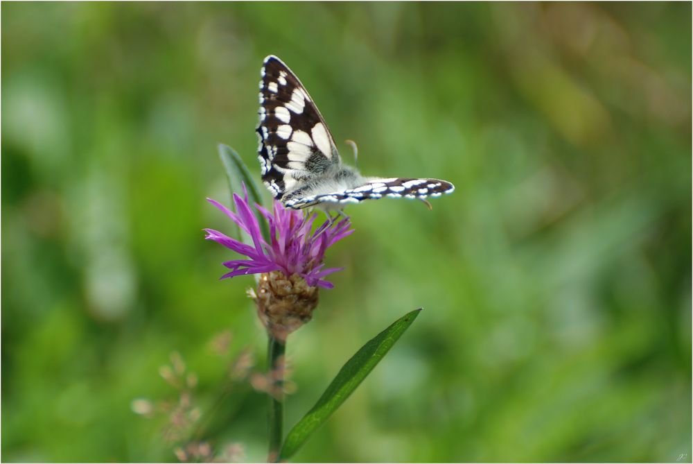 Schachbrettfalter