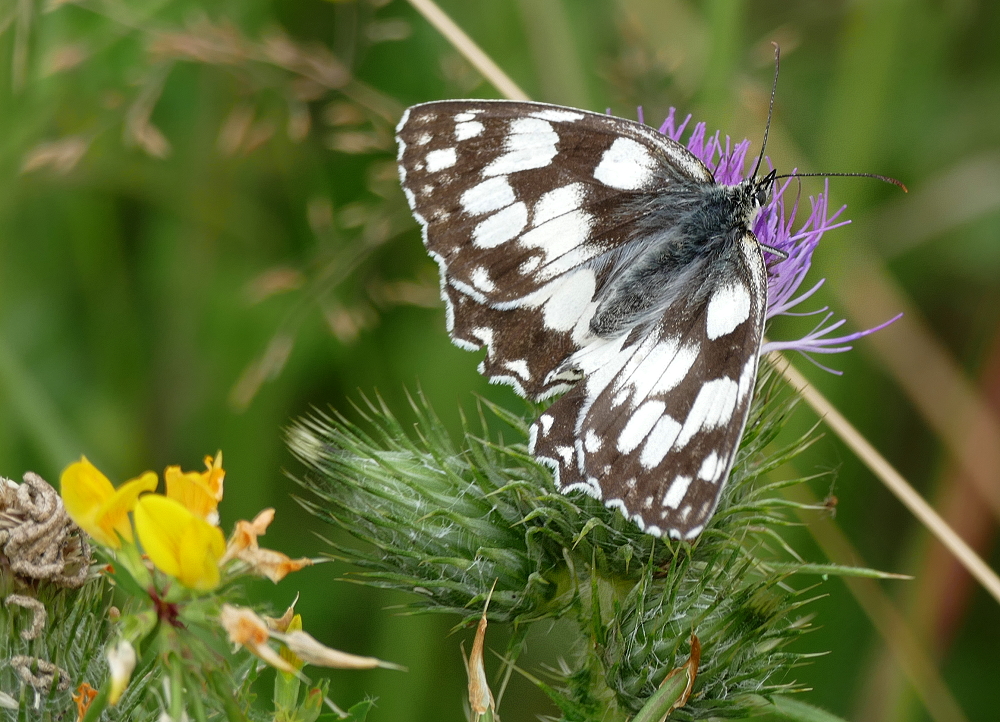 Schachbrettfalter