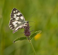 Schachbrettfalter