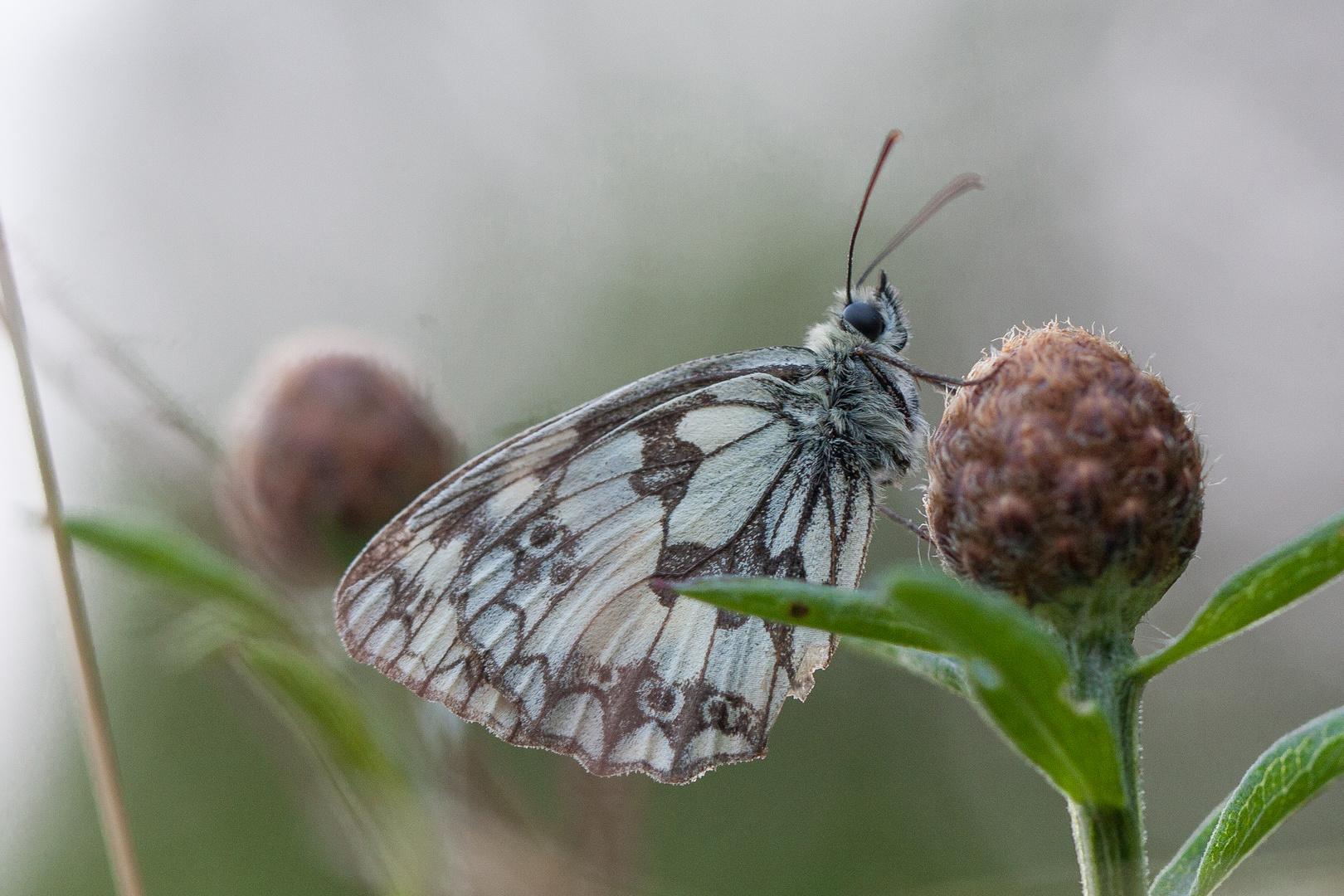 Schachbrettfalter