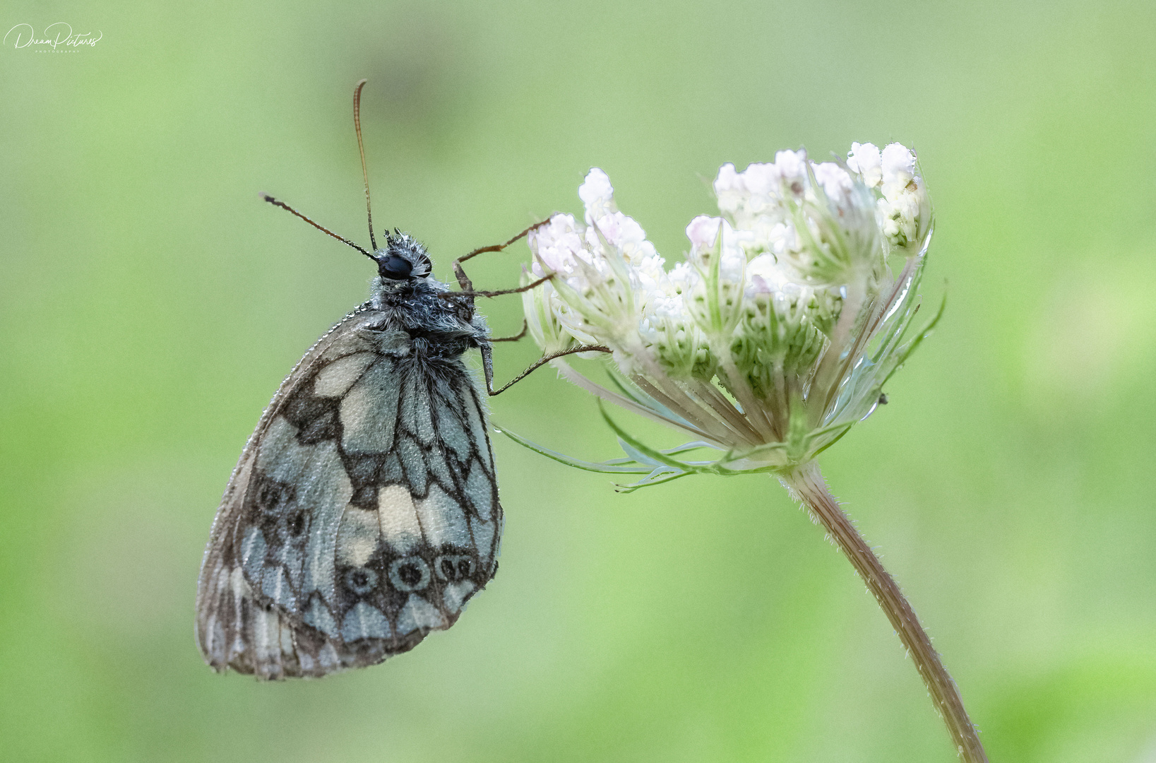 Schachbrettfalter