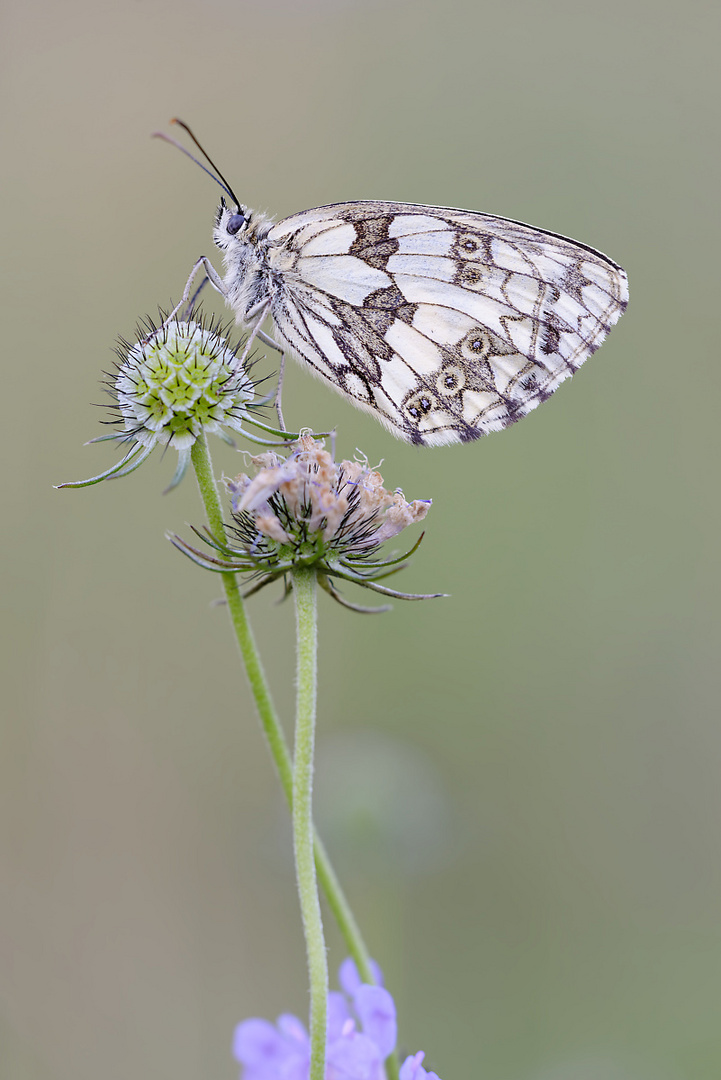 Schachbrettfalter