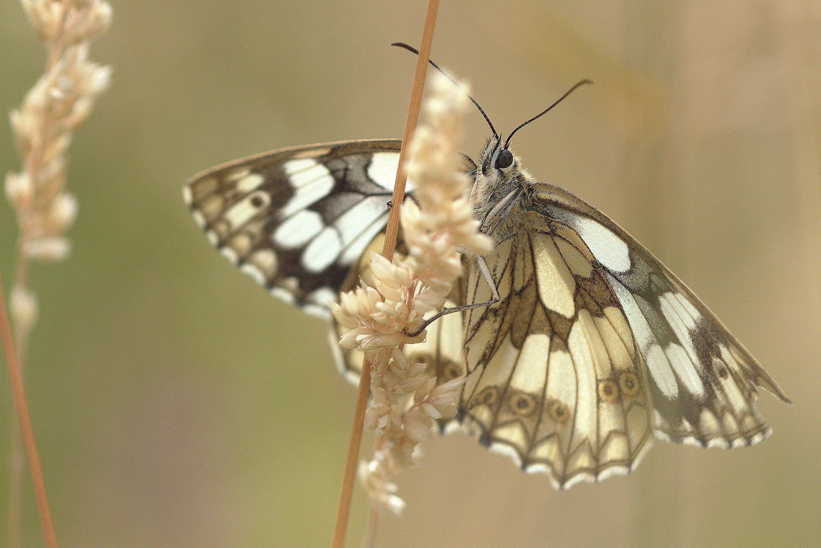 Schachbrettfalter