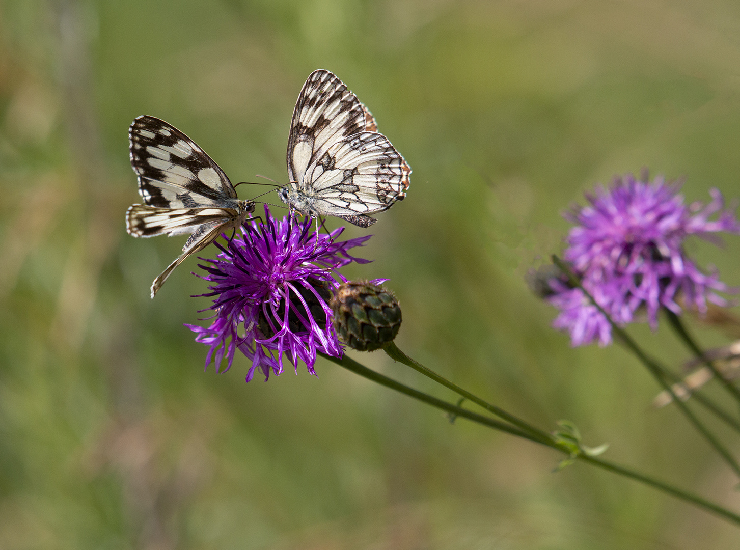 Schachbrettfalter