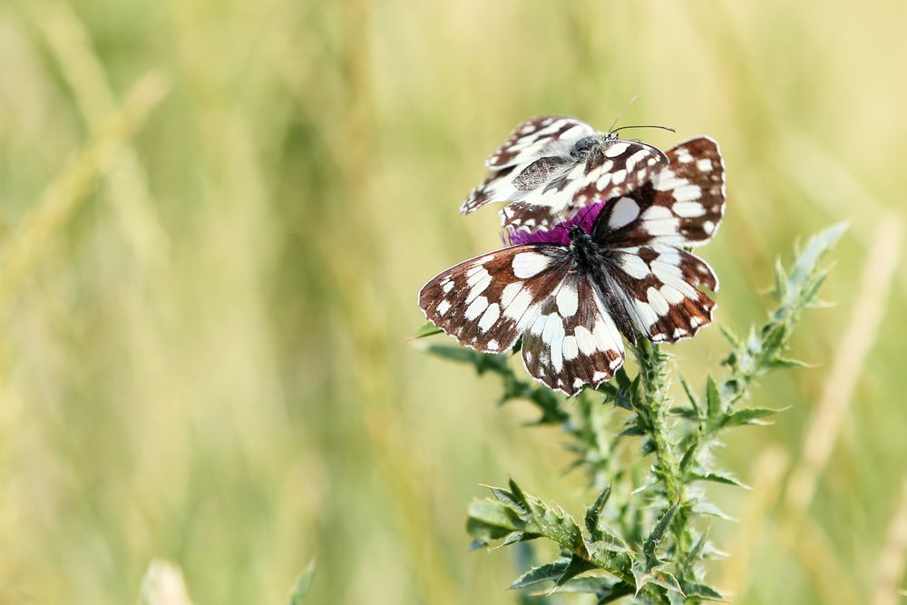 Schachbrettfalter