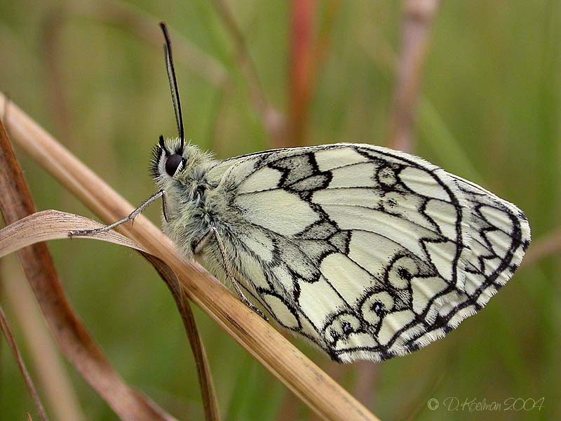 Schachbrettfalter