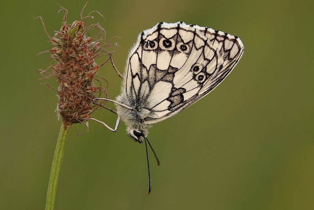 Schachbrettfalter