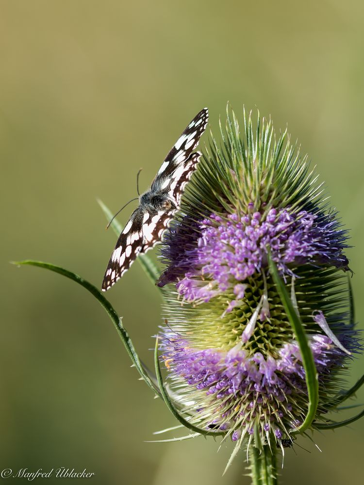 Schachbrettfalter ...