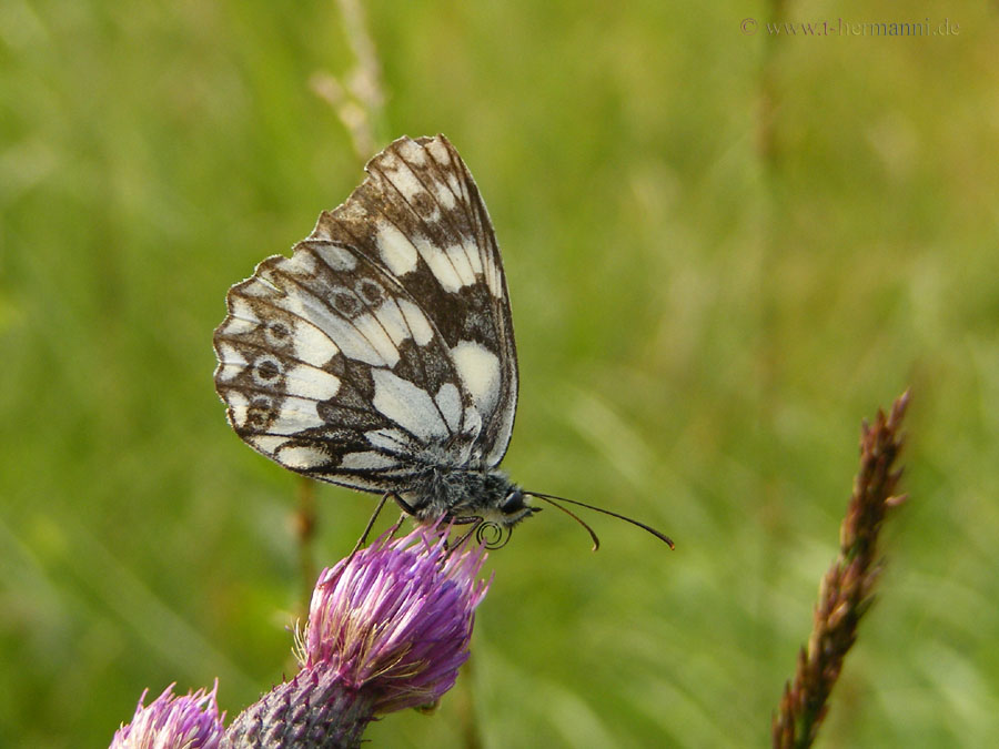 Schachbrettfalter