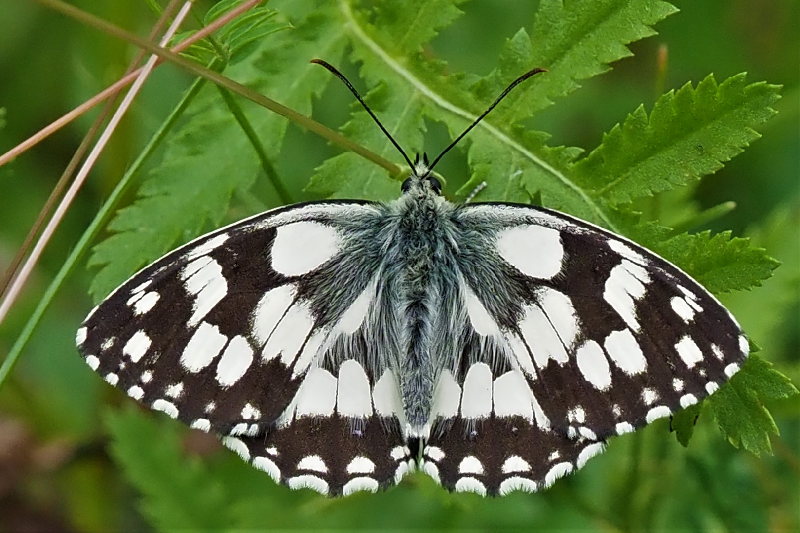 Schachbrettfalter