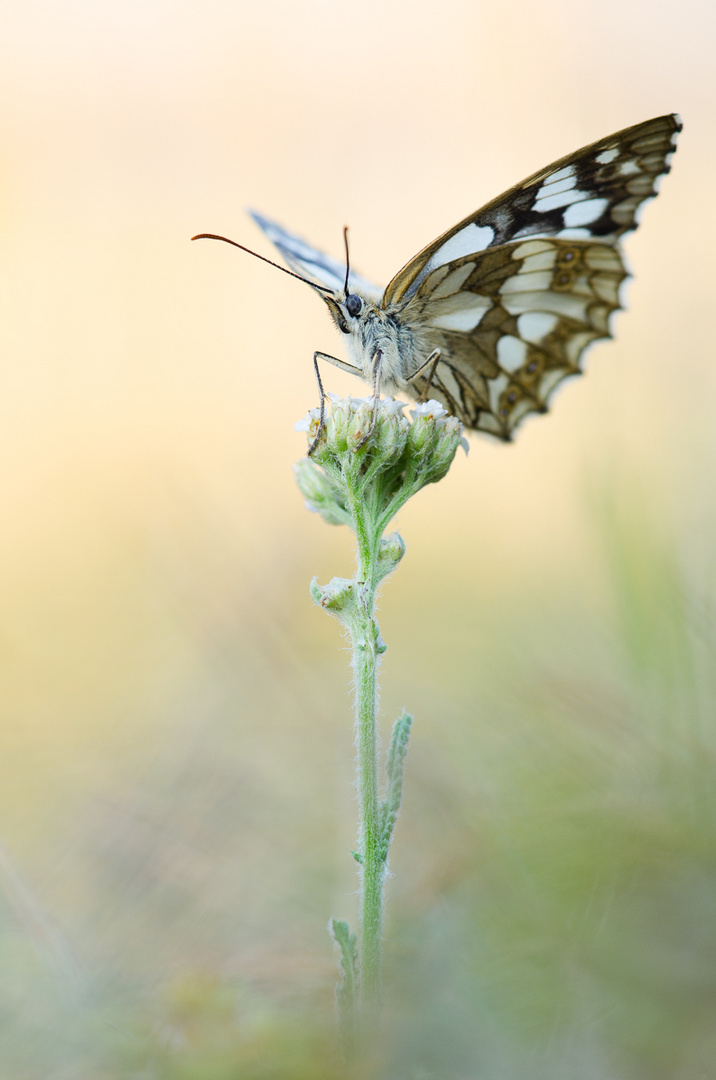 Schachbrettfalter