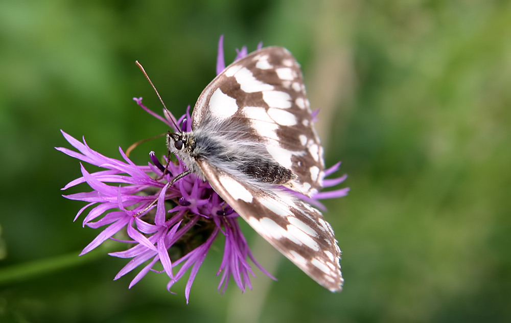 Schachbrettfalter (2)