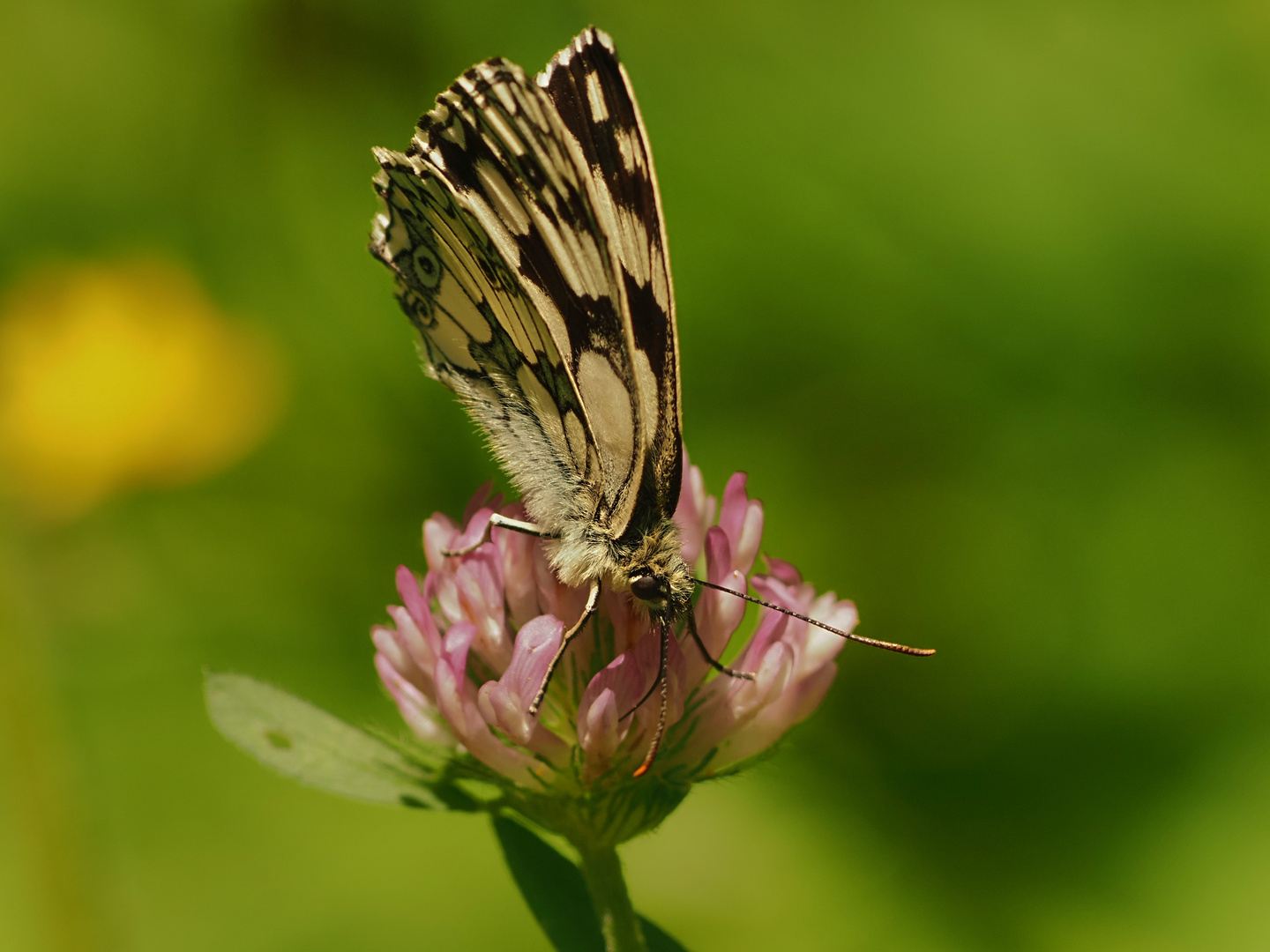 Schachbrettfalter (2)