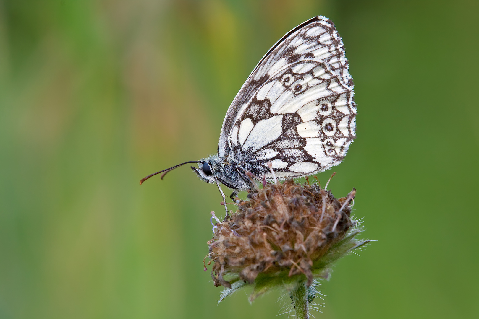 Schachbrettfalter 2/11