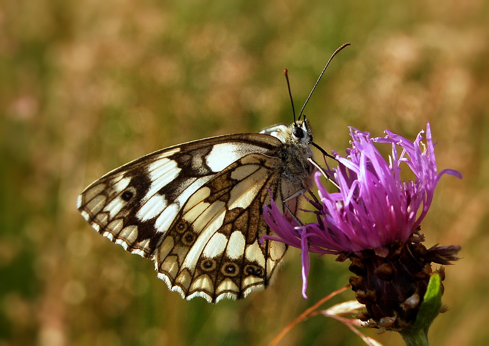 Schachbrettfalter