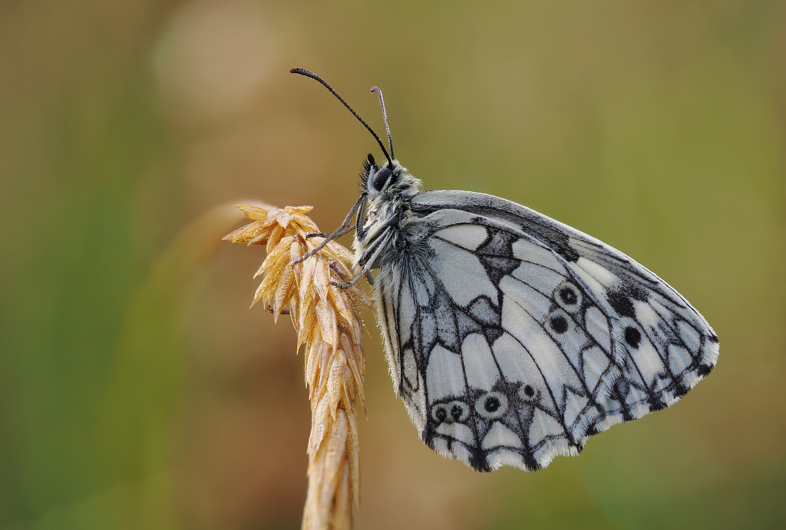 Schachbrettfalter