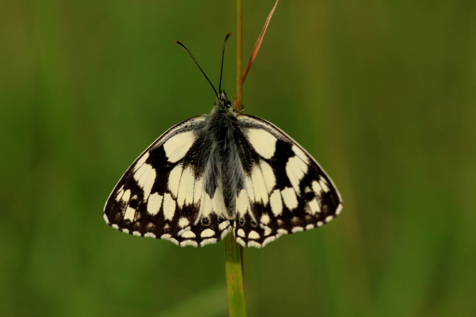 Schachbrettfalter