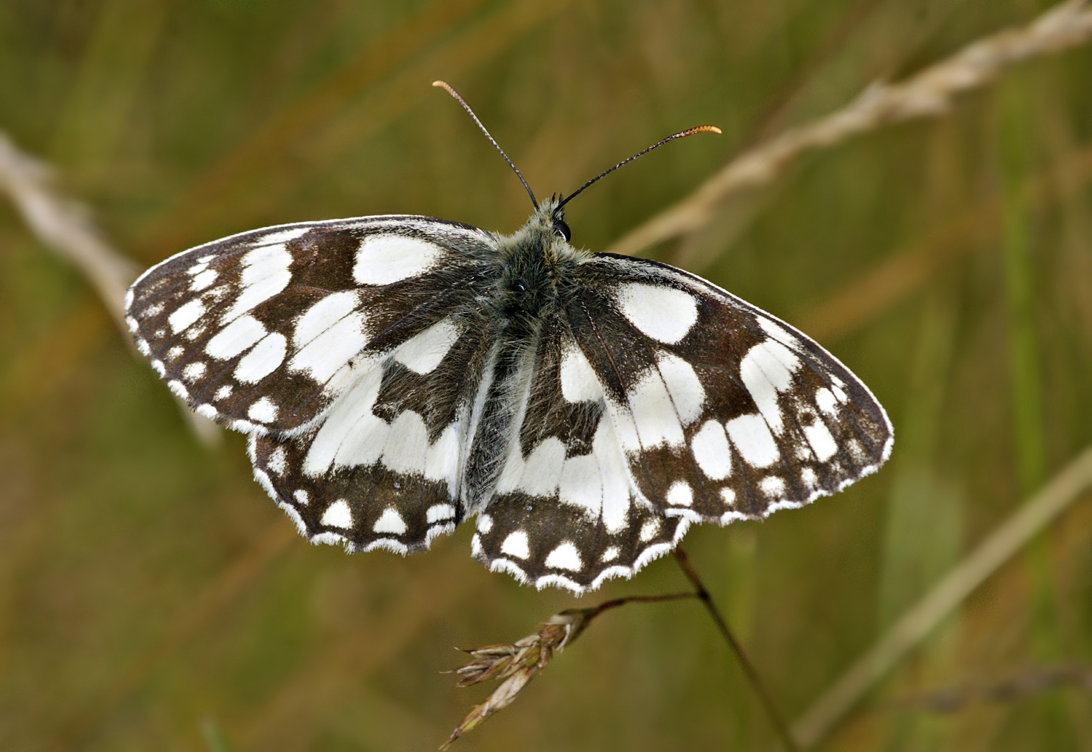 Schachbrettfalter