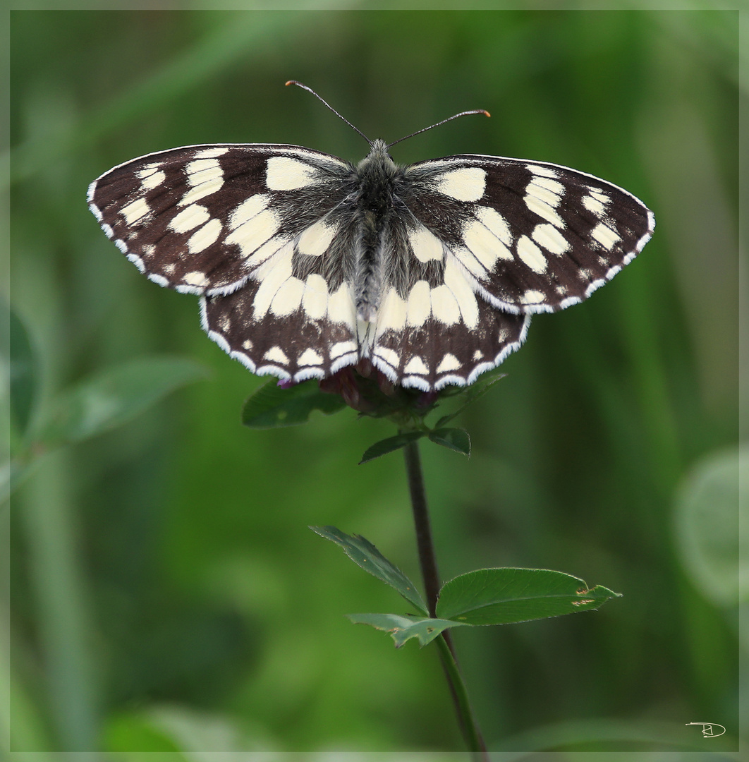 Schachbrettfalter