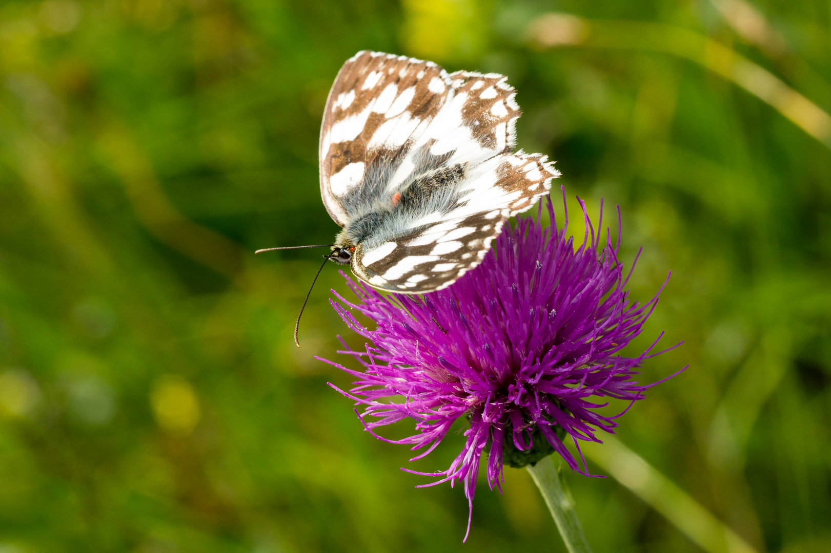 Schachbrettfalter