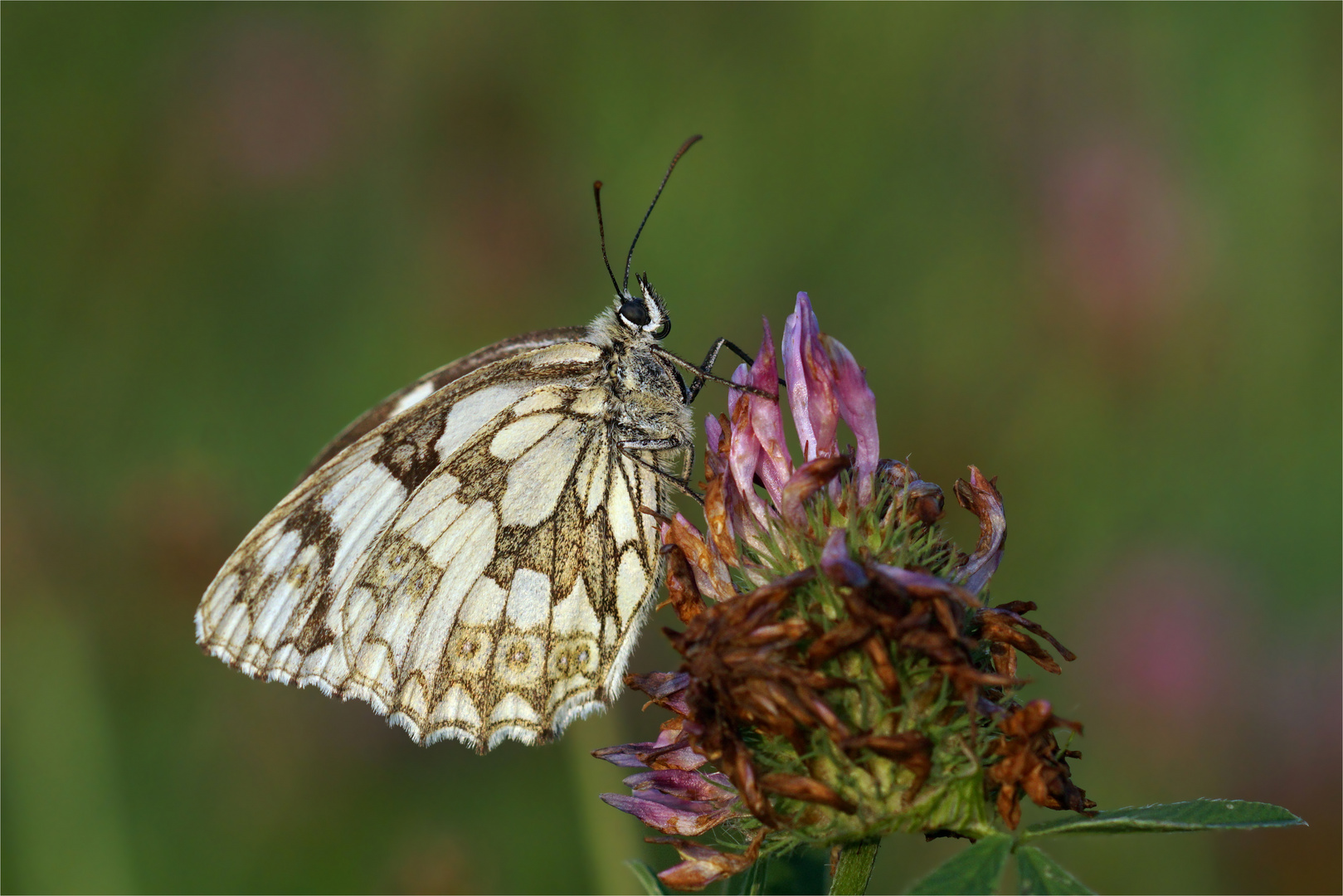 Schachbrettfalter